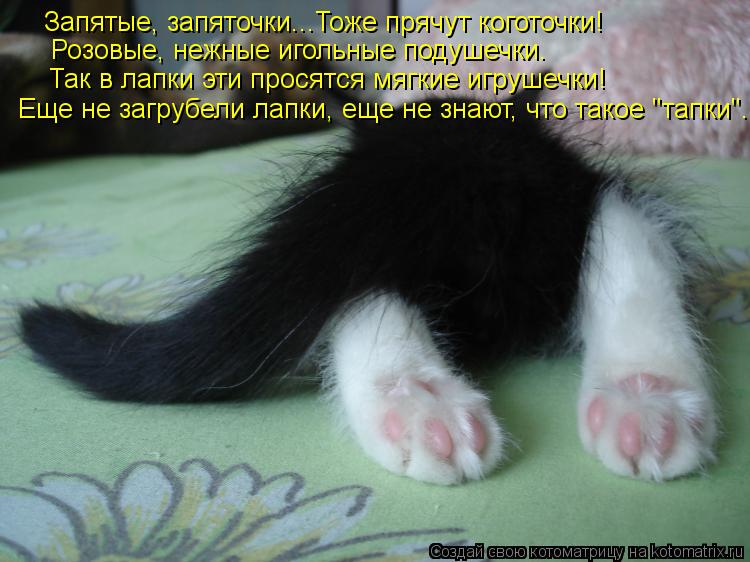 Запятые, запяточки...Тоже прячут коготочки! Розовые, нежные игольные подушечки. Так в лапки эти прося... Котоматрица: Запятые, запяточки...Тоже прячут коготочки! Розовые, нежные игольные подушечки. Так в лапки эти просятся мягкие игрушечки! Еще не загрубели