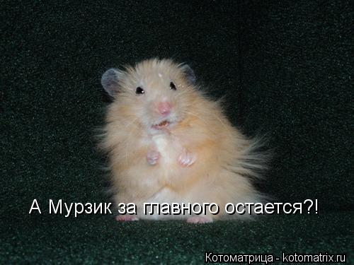 А Мурзик за главного остается?!... Котоматрица: А Мурзик за главного остается?!