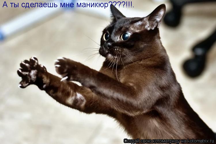 Котоматрица: А ты сделаешь мне маникюр????!!!.