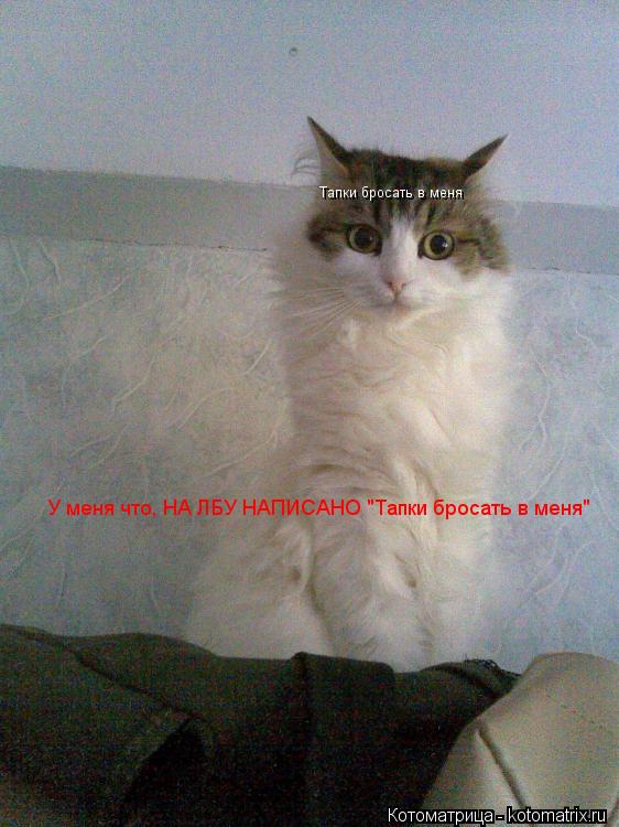 Тапки бросать в меня У меня что, НА ЛБУ НАПИСАНО "Тапки бросать в меня"... Котоматрица: Тапки бросать в меня У меня что, НА ЛБУ НАПИСАНО "Тапки бросать в меня"