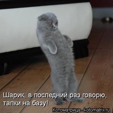 Шарик, в последний раз говорю, тапки на базу!... Котоматрица: Шарик, в последний раз говорю, тапки на базу!
