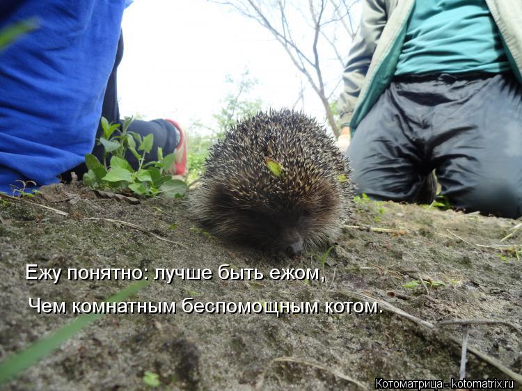 Ежу понятно: лучше быть ежом, Чем комнатным беспомощным котом.... Котоматрица: Ежу понятно: лучше быть ежом, Чем комнатным беспомощным котом.