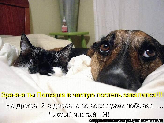 Котоматрица: Зря-я-я ты Полкаша в чистую постель завалился!!! Не дрефь! Я в деревне во всех лужах побывал..... Чистый,чистый - Я!