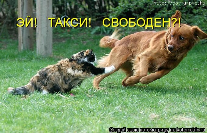 ЭЙ! ТАКСИ! СВОБОДЕН?!... Котоматрица: ЭЙ! ТАКСИ! СВОБОДЕН?!