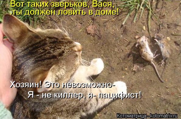 Вот таких зверьков, Вася, .ты должен ловить в доме! Хозяин! Это невозможно- Я - не киллер, я- пацифис... Котоматрица: Вот таких зверьков, Вася, .ты должен ловить в доме! Хозяин! Это невозможно- Я - не киллер, я- пацифист!