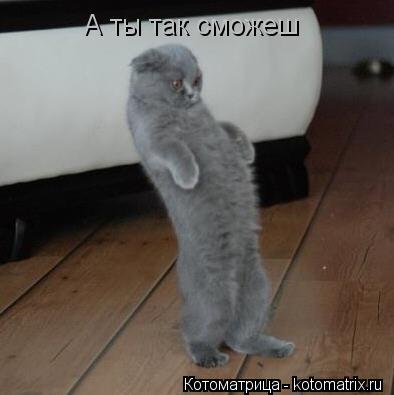 А ты так сможеш... Котоматрица: А ты так сможеш