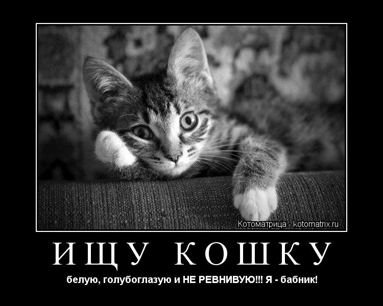 Ищу кошку белую, голубоглазую и НЕ РЕВНИВУЮ!!! Я - бабник!... Котоматрица: Ищу кошку белую, голубоглазую и НЕ РЕВНИВУЮ!!! Я - бабник!