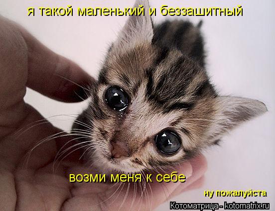 я такой маленький и беззашитный возми меня к себе ну пожалуйста... Котоматрица: я такой маленький и беззашитный возми меня к себе ну пожалуйста