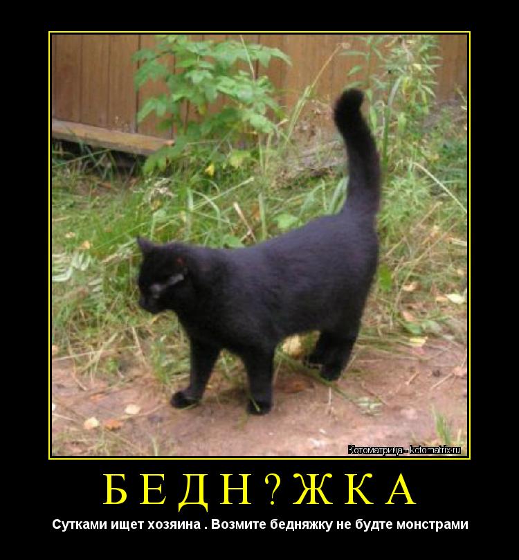 бедняжка Сутками ищет хозяина . Возмите бедняжку не будте монстрами... Котоматрица: бедняжка Сутками ищет хозяина . Возмите бедняжку не будте монстрами