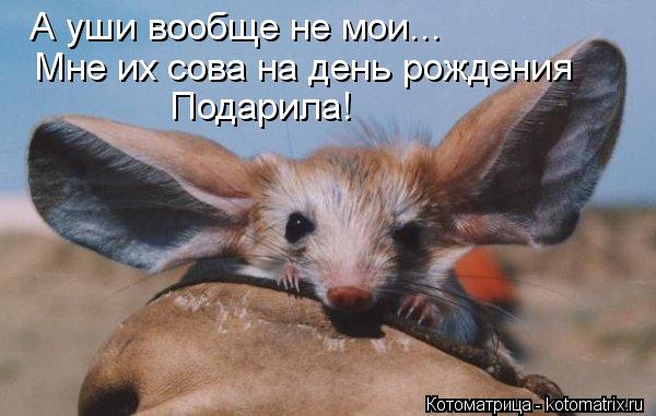 А уши вообще не мои... Мне их сова на день рождения Подарила!... Котоматрица: А уши вообще не мои... Мне их сова на день рождения Подарила!