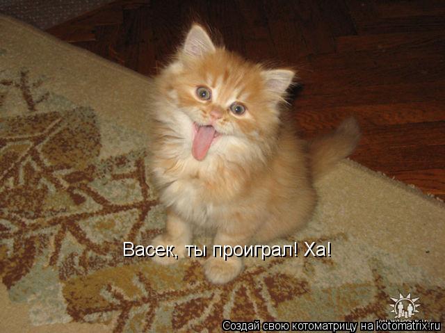 Васек, ты проиграл! Ха!... Котоматрица: Васек, ты проиграл! Ха!