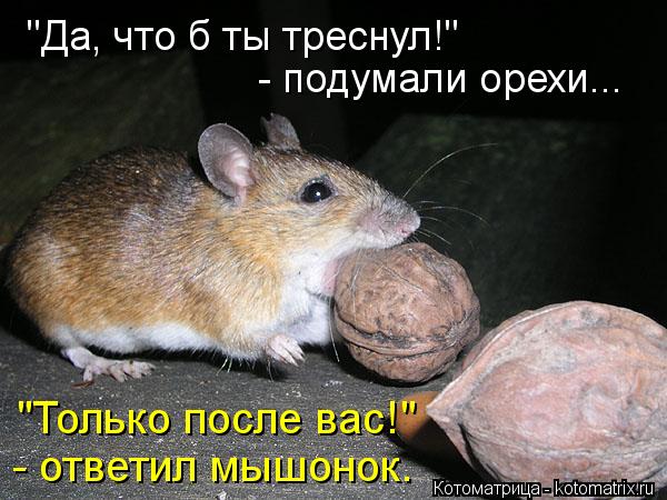 "Да, что б ты треснул!" - подумали орехи... - ответил мышонок. "Только после вас!"... Котоматрица: "Да, что б ты треснул!" - подумали орехи... - ответил мышонок. "Только после вас!"