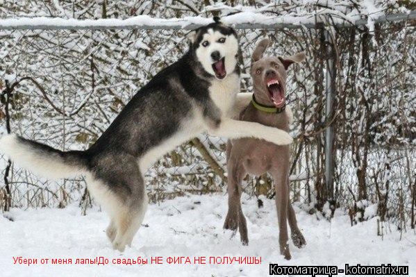 Котоматрица: Убери от меня лапы!До свадьбы НЕ ФИГА НЕ ПОЛУЧИШЬ!
