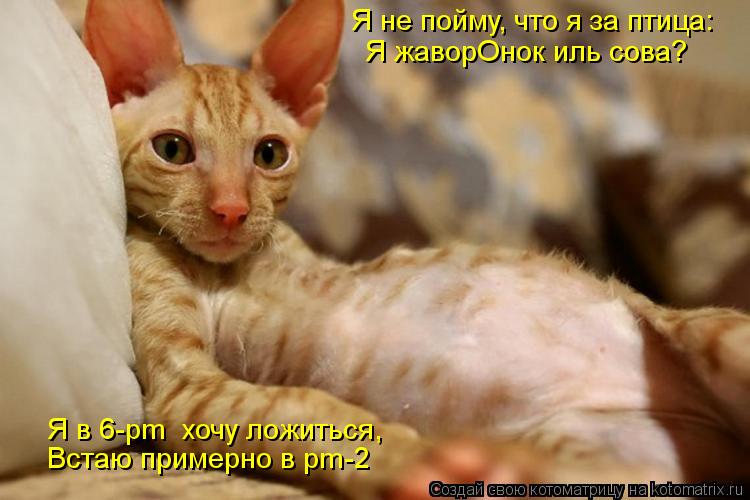 Я не пойму, что я за птица: Я жаворОнок иль сова? Я в 6-pm хочу ложиться, Встаю примерно в pm-2... Котоматрица: Я не пойму, что я за птица: Я жаворОнок иль сова? Я в 6-pm хочу ложиться, Встаю примерно в pm-2