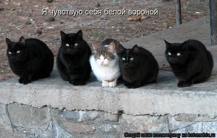 Я чувствую себя белой вороной... Котоматрица: Я чувствую себя белой вороной