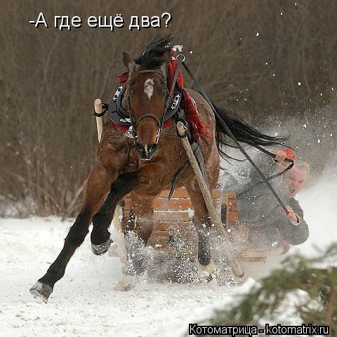 -А где ещё два?... Котоматрица: -А где ещё два?