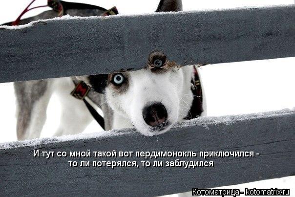 Котоматрица: И тут со мной такой вот пердимонокль приключился - то ли потерялся, то ли заблудился