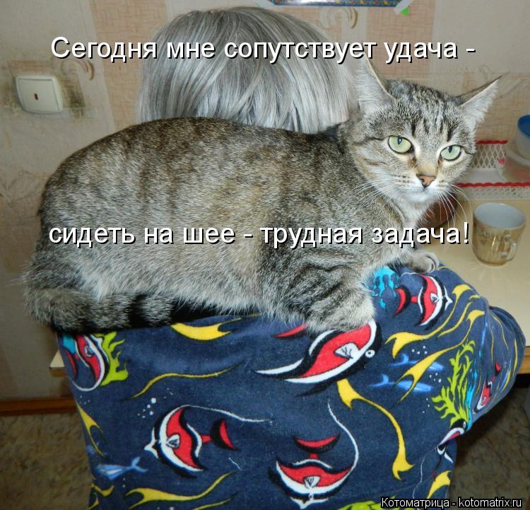 Сегодня мне сопутствует удача - сидеть на шее - трудная задача!... Котоматрица: Сегодня мне сопутствует удача - сидеть на шее - трудная задача!