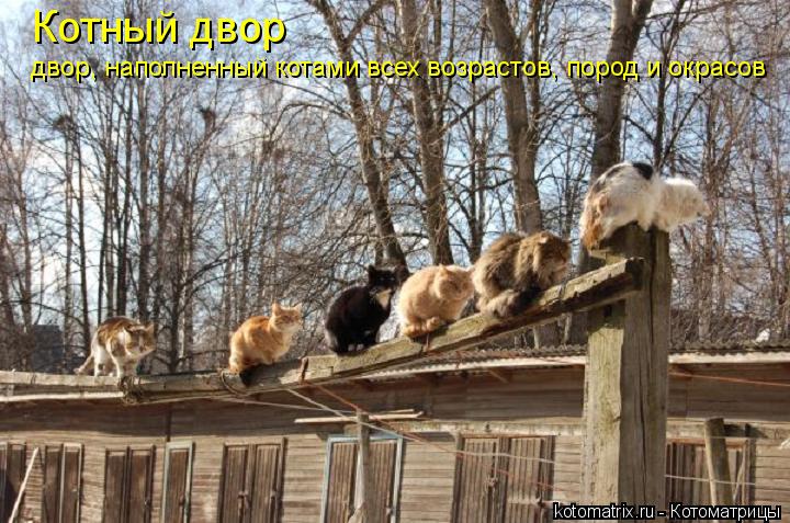 Котный двор двор, наполненный котами всех возрастов, пород и окрасов... Котоматрица: Котный двор двор, наполненный котами всех возрастов, пород и окрасов