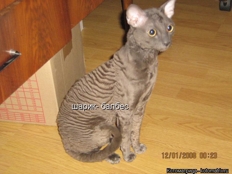 шарик- балбес... Котоматрица: шарик- балбес