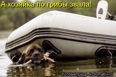 А хозяйка по грибы звала!... Котоматрица: А хозяйка по грибы звала!