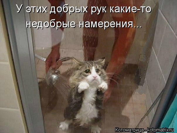 У этих добрых рук какие-то недобрые намерения...... Котоматрица: У этих добрых рук какие-то недобрые намерения...