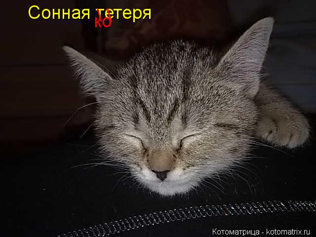 Сонная тетеря \ \ ко ко... Котоматрица: Сонная тетеря \ \ ко ко