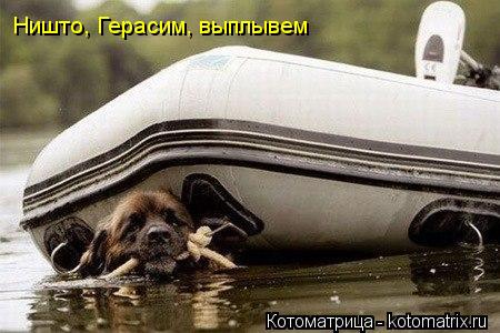 Ништо, Герасим, выплывем... Котоматрица: Ништо, Герасим, выплывем