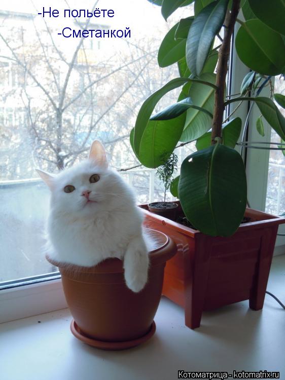 -Не польёте -Сметанкой... Котоматрица: -Не польёте -Сметанкой