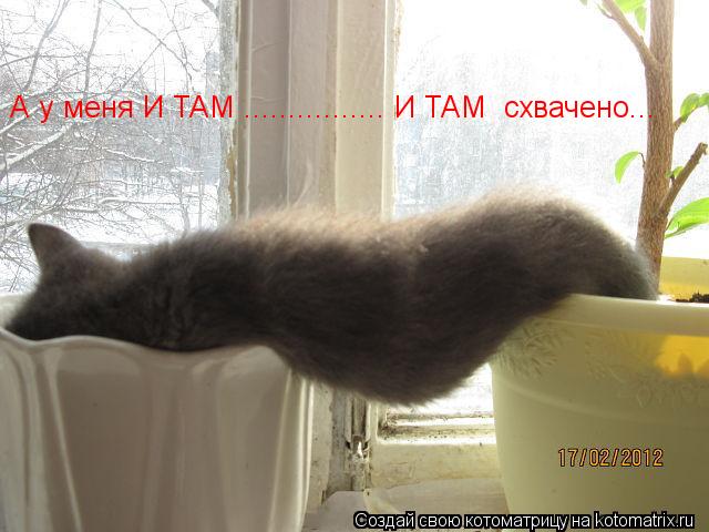 А у меня И ТАМ ................ И ТАМ схвачено...... Котоматрица: А у меня И ТАМ ................ И ТАМ схвачено...