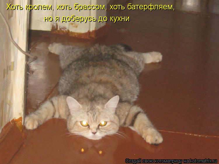 Хоть кролем, хоть брассом, хоть батерфляем, но я доберусь до кухни... Котоматрица: Хоть кролем, хоть брассом, хоть батерфляем, но я доберусь до кухни