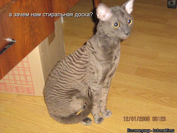 а зачем нам стиральная доска?... Котоматрица: а зачем нам стиральная доска?