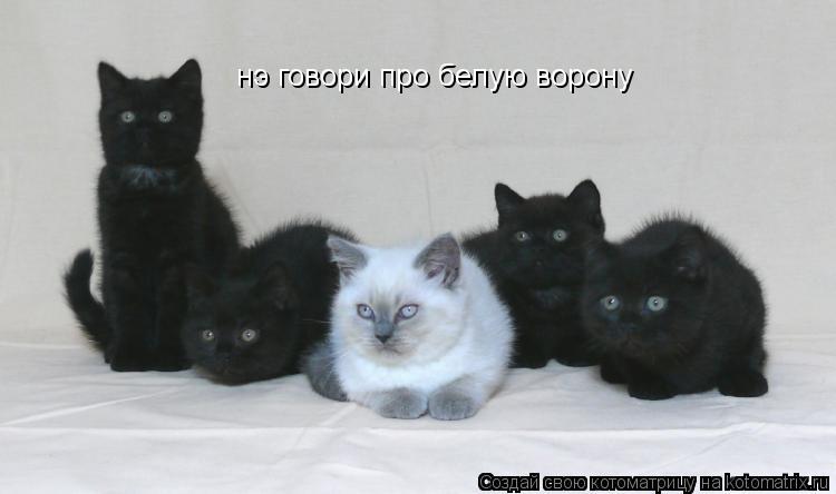 нэ говори про белую ворону... Котоматрица: нэ говори про белую ворону
