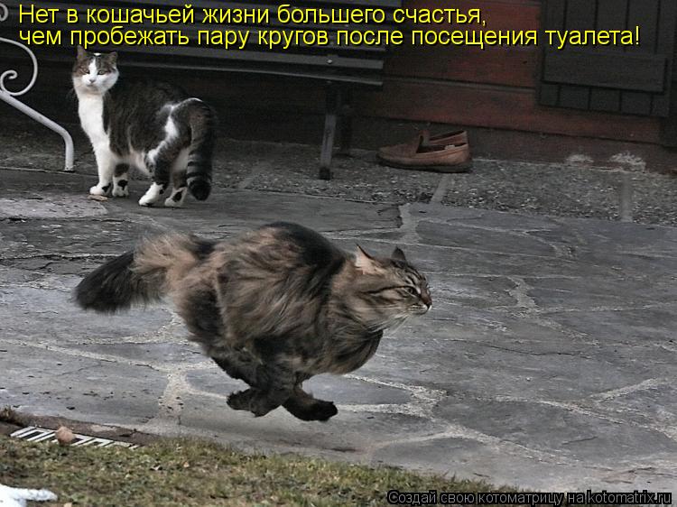 Нет в кошачьей жизни большего счастья, чем пробежать пару кругов после посещения туалета!... Котоматрица: Нет в кошачьей жизни большего счастья, чем пробежать пару кругов после посещения туалета!