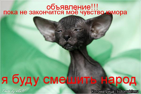объявление!!! пока не закончится моё чувство юмора я буду смешить народ... Котоматрица: объявление!!! пока не закончится моё чувство юмора я буду смешить народ