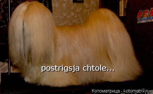 postrigsja chtole...... Котоматрица: postrigsja chtole...