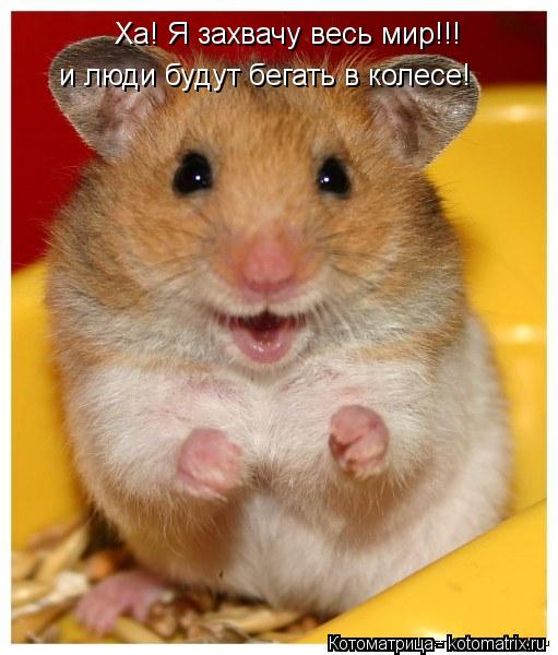 Ха! Я захвачу весь мир!!! и люди будут бегать в колесе!... Котоматрица: Ха! Я захвачу весь мир!!! и люди будут бегать в колесе!