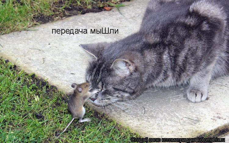передача мыШли... Котоматрица: передача мыШли