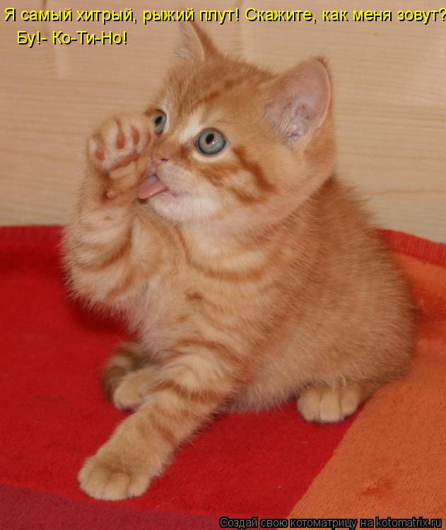Я самый хитрый, рыжий плут! Скажите, как меня зовут? Бу!- Ко-Ти-Но!... Котоматрица: Я самый хитрый, рыжий плут! Скажите, как меня зовут? Бу!- Ко-Ти-Но!