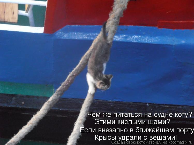 Крысы удрали с вещами! Этими кислыми щами? Чем же питаться на судне коту? Если внезапно в ближайшем п... Котоматрица: Крысы удрали с вещами! Этими кислыми щами? Чем же питаться на судне коту? Если внезапно в ближайшем порту