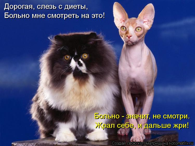 Котоматрица: Дорогая, слезь с диеты, Больно мне смотреть на это! Больно - значит, не смотри. Жрал себе, и дальше жри!
