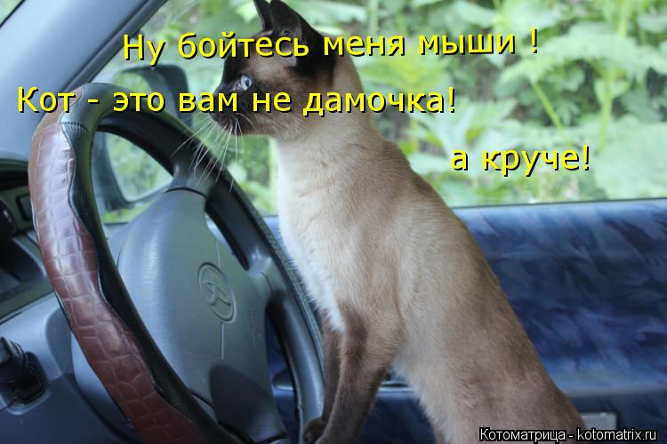 Ну бойтесь меня мыши ! Кот - это вам не дамочка! а круче!... Котоматрица: Ну бойтесь меня мыши ! Кот - это вам не дамочка! а круче!