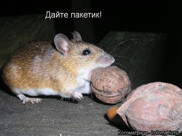 Котоматрица: Дайте пакетик!