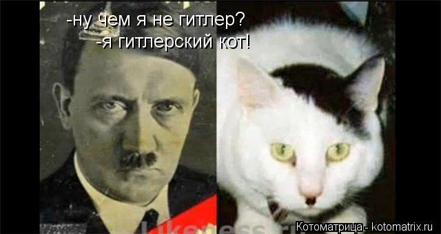-ну чем я не гитлер? -я гитлерский кот!... Котоматрица: -ну чем я не гитлер? -я гитлерский кот!