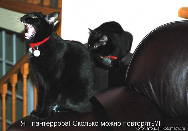 Я - пантерррра! Сколько можно повторять?!... Котоматрица: Я - пантерррра! Сколько можно повторять?!
