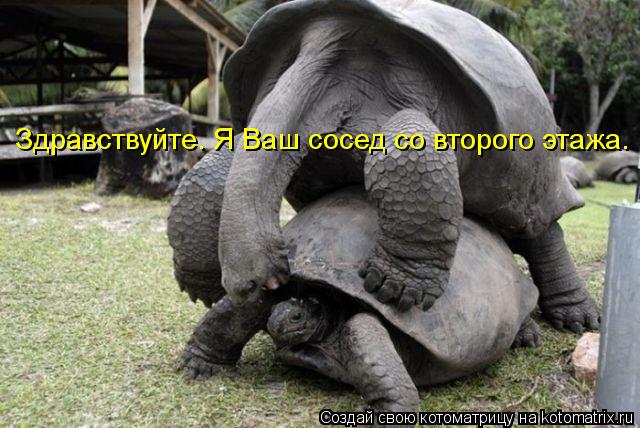 Здравствуйте. Я Ваш сосед со второго этажа.... Котоматрица: Здравствуйте. Я Ваш сосед со второго этажа.