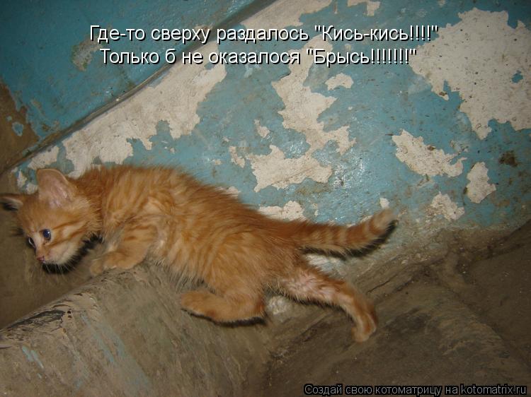 Где-то сверху раздалось "Кись-кись!!!!" Только б не оказалося "Брысь!!!!!!!"... Котоматрица: Где-то сверху раздалось "Кись-кись!!!!" Только б не оказалося "Брысь!!!!!!!"