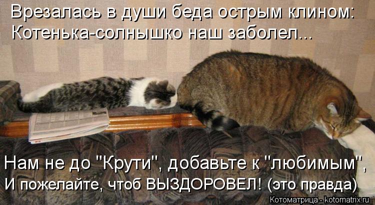 Врезалась в души беда острым клином: Котенька-солнышко наш заболел... Нам не до "Крути", добавьте к "... Котоматрица: Врезалась в души беда острым клином: Котенька-солнышко наш заболел... Нам не до "Крути", добавьте к "любимым", И пожелайте, чтоб ВЫЗДОРОВЕЛ! (эт