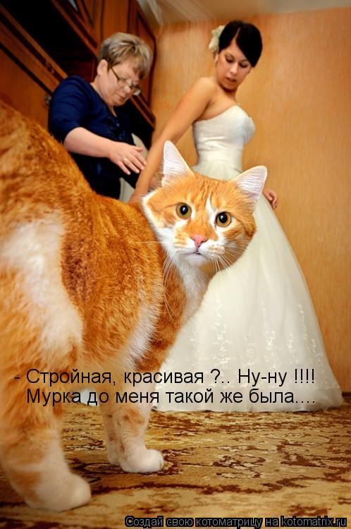 - Стройная, красивая ?.. Ну-ну !!!! Мурка до меня такой же была....... Котоматрица: - Стройная, красивая ?.. Ну-ну !!!! Мурка до меня такой же была....