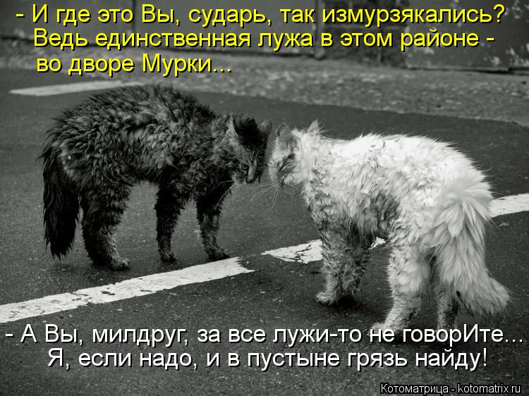 Котоматрица: - И где это Вы, сударь, так измурзякались? Ведь единственная лужа в этом районе -  во дворе Мурки... - А Вы, милдруг, за все лужи-то не говорИте... Я